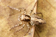 Asaphobelis physonychus