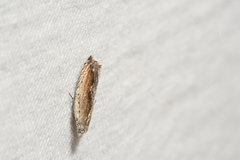 Ancylis diminuatana