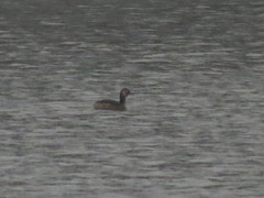 Podiceps auritus