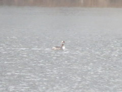 Podiceps auritus