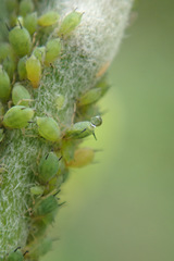 Aphis pomi