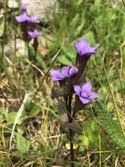 Gentianella campestris