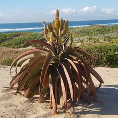 Aloe thraskii