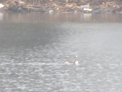 Podiceps auritus