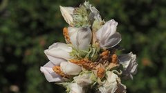 Malacothamnus enigmaticus