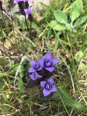 Gentianella campestris