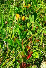 Hypericum kamtschaticum