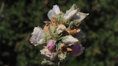 Malacothamnus enigmaticus