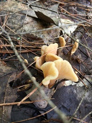 Spathulariopsis velutipes