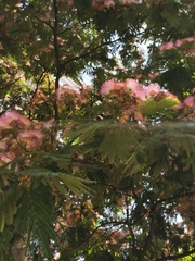 Albizia julibrissin