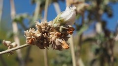 Malacothamnus enigmaticus