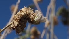 Malacothamnus enigmaticus
