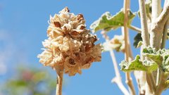 Malacothamnus enigmaticus