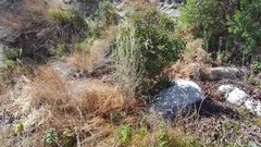 Malacothamnus enigmaticus