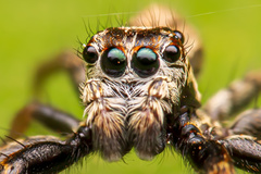 Asaphobelis physonychus