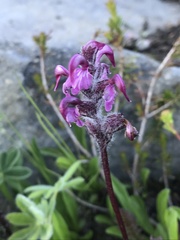 Pedicularis ornithorhynchos