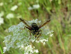 Spilomyia diophthalma