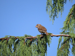Passer domesticus