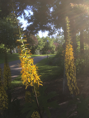 Ligularia przewalskii