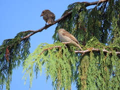 Passer domesticus