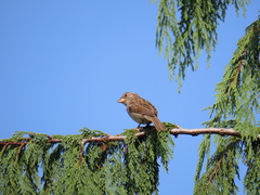 Passer domesticus