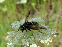Spilomyia diophthalma