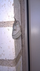 Syssphinx heiligbrodti