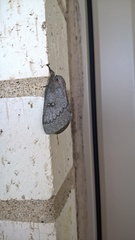 Syssphinx heiligbrodti