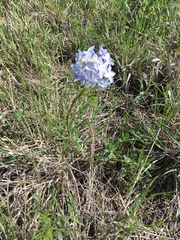 Amsonia ciliata texana