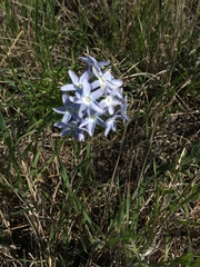 Amsonia ciliata texana