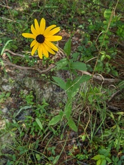 Rudbeckia terranigrae
