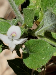 Carlowrightia torreyana