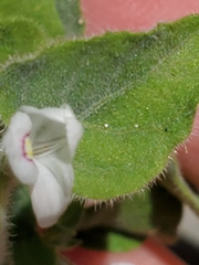 Carlowrightia torreyana