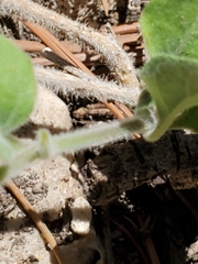 Carlowrightia torreyana