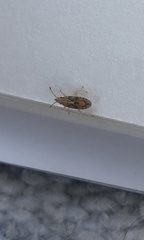 Belonochilus numenius