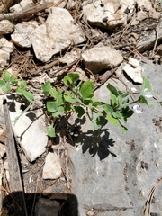 Carlowrightia torreyana