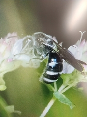 Lasioglossum