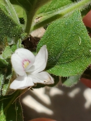 Carlowrightia torreyana