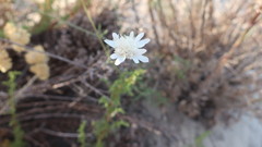 Pycnocomon rutifolium