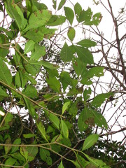 Tabernaemontana tomentosa