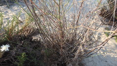 Pycnocomon rutifolium