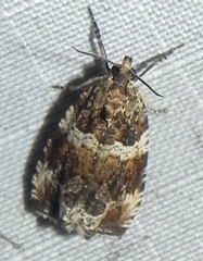Olethreutes valdanum