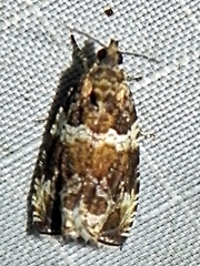 Olethreutes valdanum