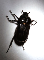 Phileurus