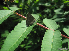 Satyrium caryaevorus