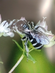 Lasioglossum