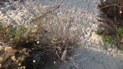 Pycnocomon rutifolium