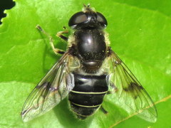 Eristalis obscura