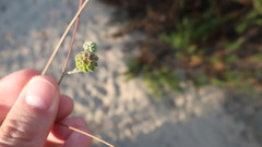 Pycnocomon rutifolium