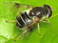 Eristalis obscura